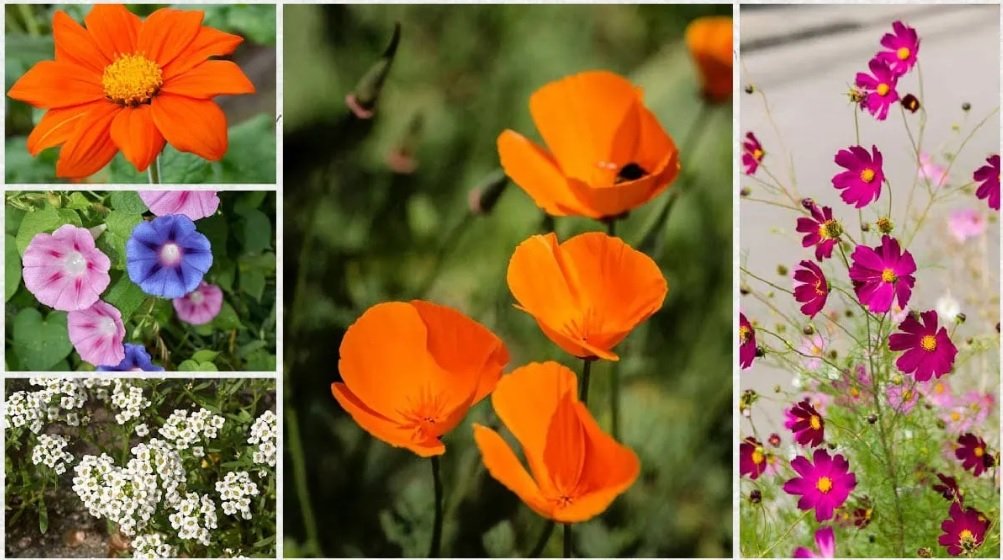 انواع بذر گل برای باغچه و 9 پیشنهاد جذاب