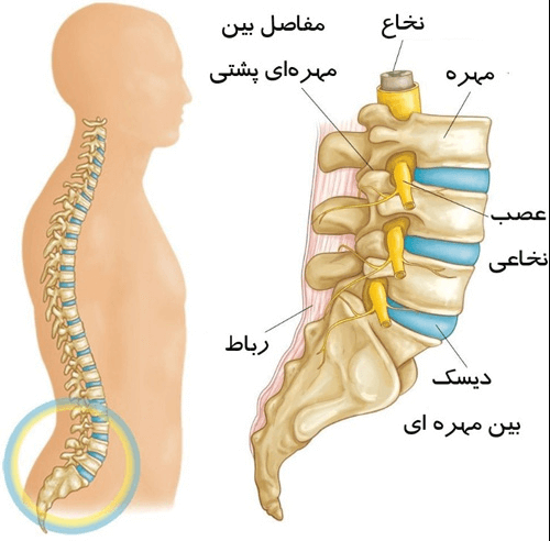 بهترین جراح تنگی کانال دکتر سید علی شمسا