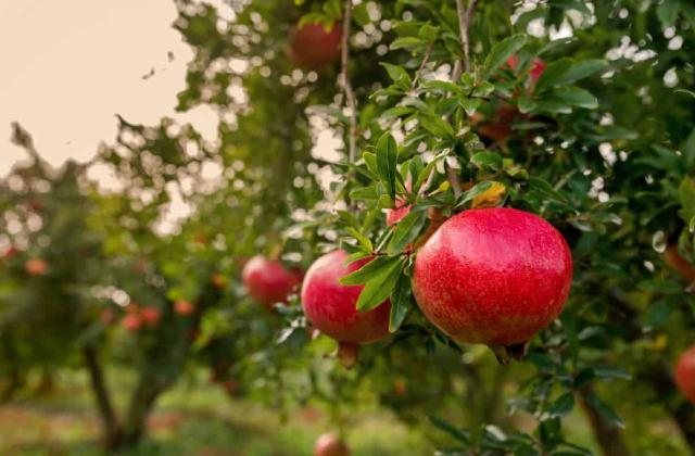 عوامل تاثیرگذار بر قیمت نهال انار