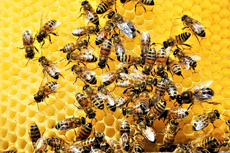 نحوه تشخیص عسل طبیعی از تقلبی