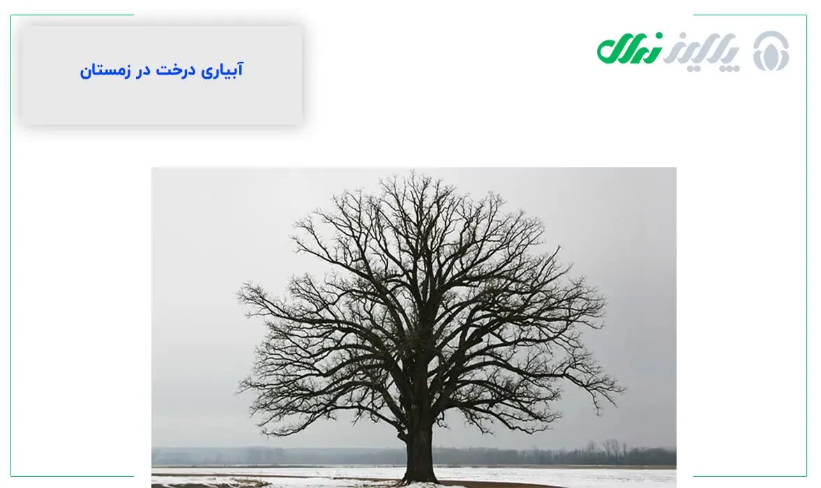 آبیاری درخت بادام در زمستان