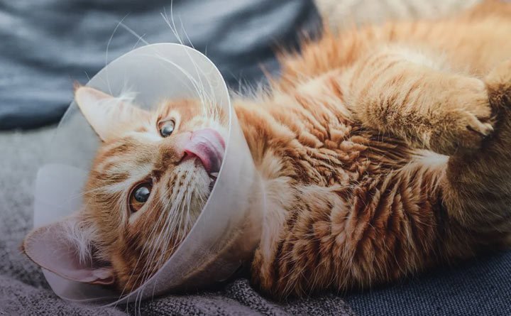 مراقبت های پس از عقیم سازی گربه