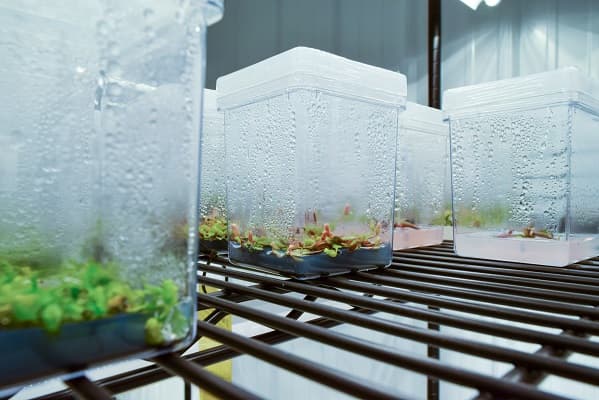 Plant Tissue Culture in Iran