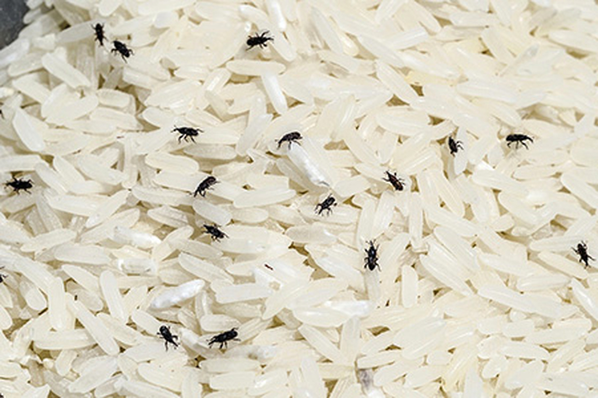 9 راه برای از بین بردن حشره برنج به صورت 100 درصد + عکس
