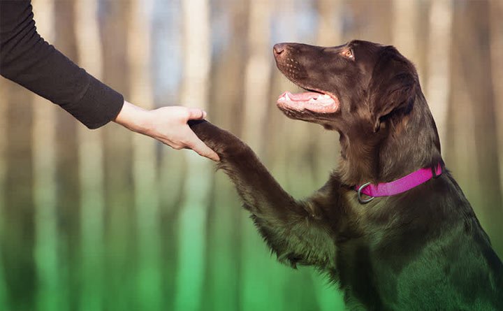 آموزش به سگ