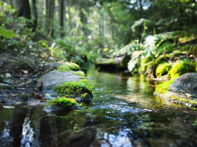 سفر به جنگل جیغ مشهد، جاذبه ای که کمتر کسی میشناسد!