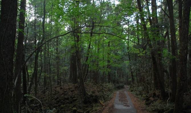 سفر به جنگل جیغ مشهد، جاذبه ای که کمتر کسی میشناسد!