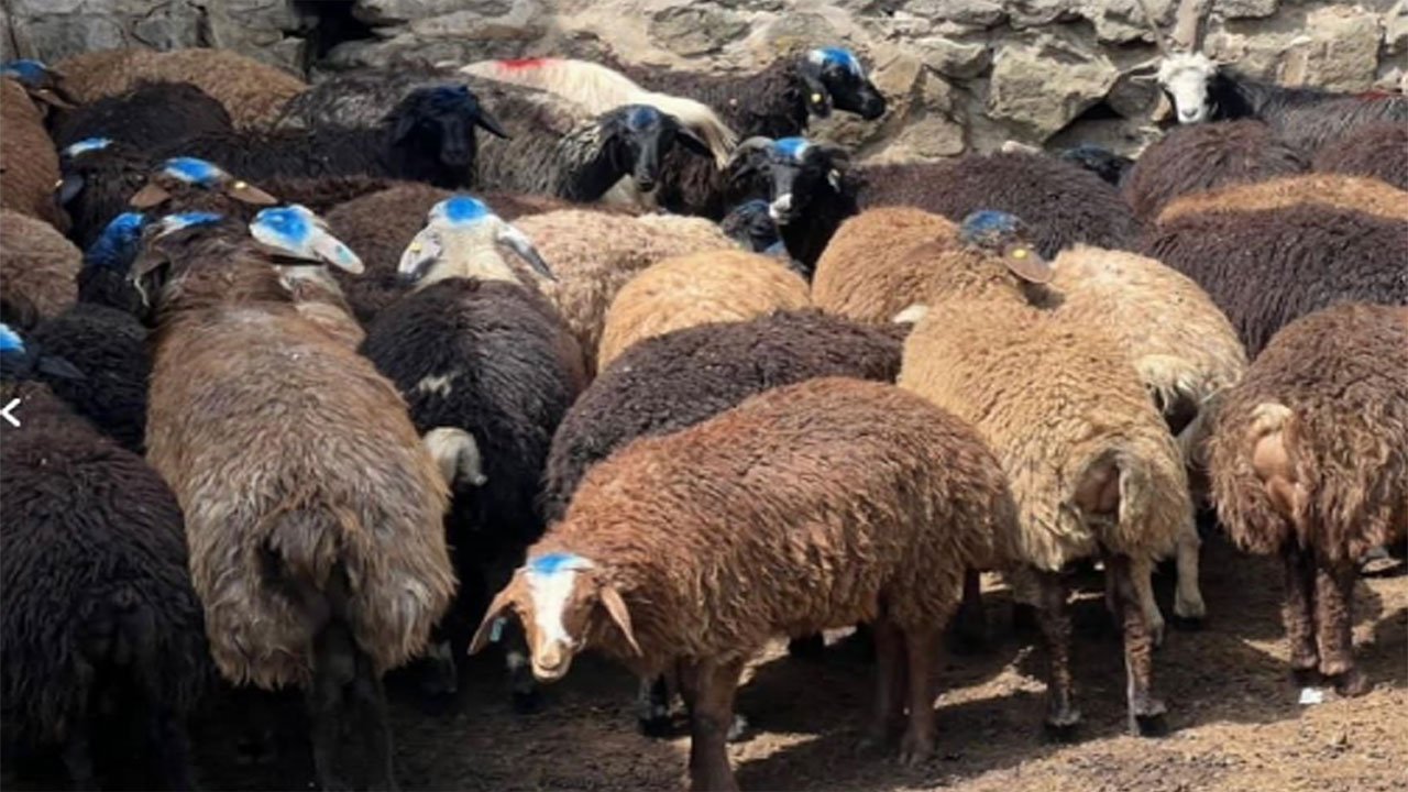 ارسال گوسفنده زنده در کرج درتمامی مناطق