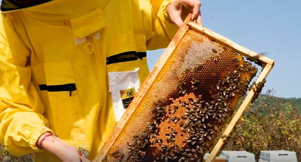 نحوه فروش عسل تولید شده توسط زنبوردار