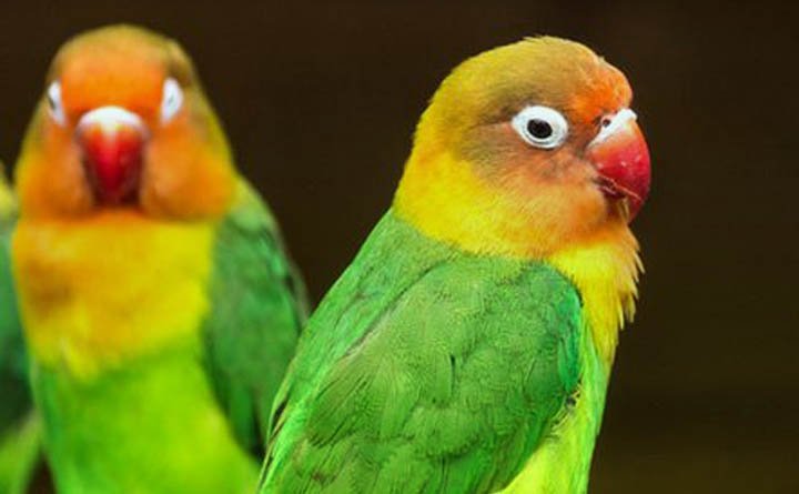 خرید غذای طوطی برزیلی