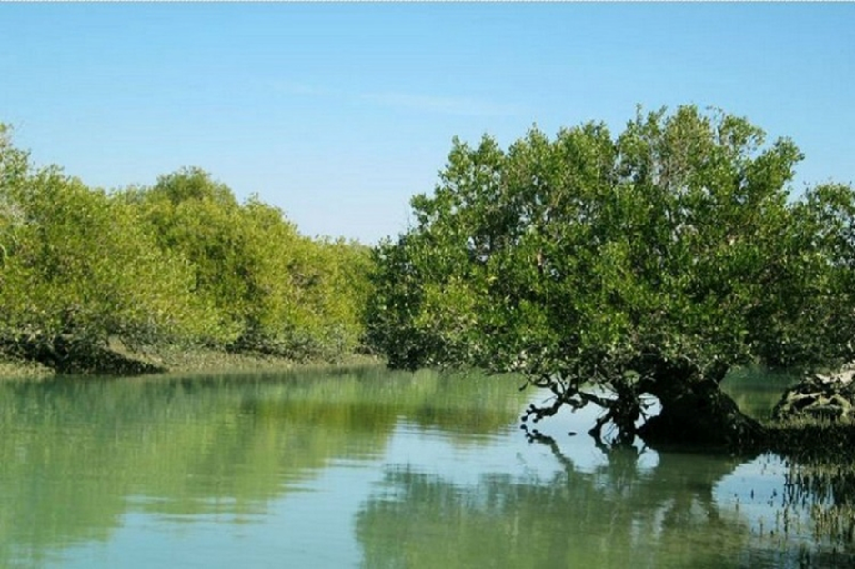 جنگل‌های حرا؛ اکوسیستم بی‌همتای قشم