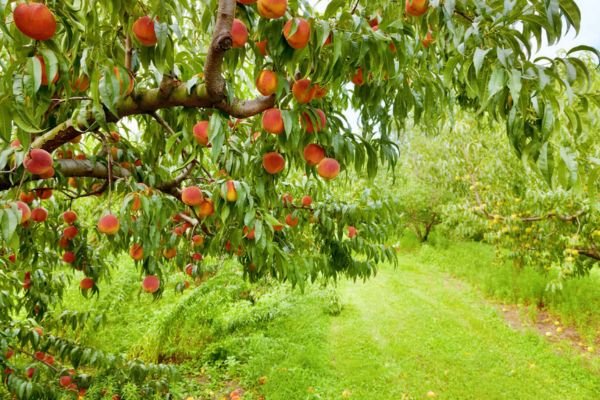 آبیاری به اندازه درختان باغ میوه