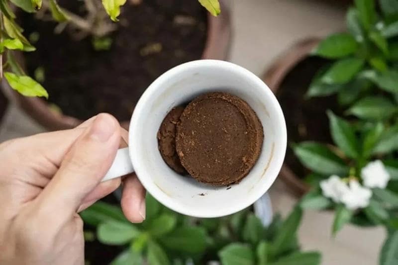 تفاله قهوه برای گیاهان