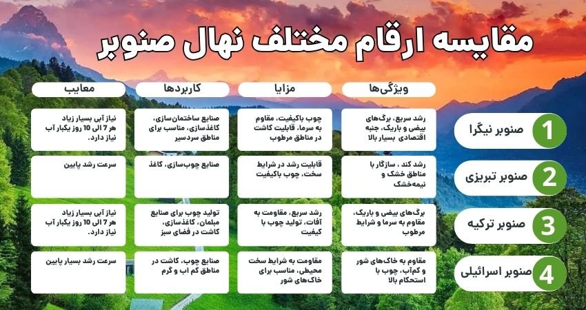 مقایه ارقام مختلف نهال صنوبر : صنوبر ترکیه ، صنوبر نیگرا ، صنوبر اسرائیلی ، صنوبر تبریزی کبوده