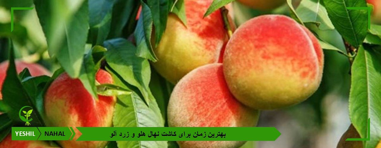 بهترین زمان برای کاشت نهال هلو