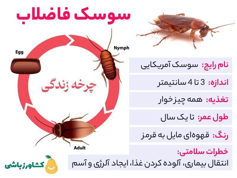 بهترین سم برای از بین بردن سوسک فاضلاب - 100% قوی و بدون بو