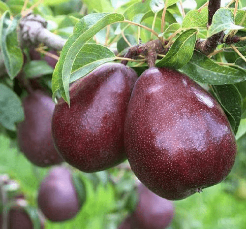 بهترین نوع نهال گلابی برای مناطق سردسیر کدام است؟