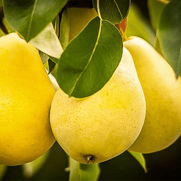 نکات مهم برای رشد بهترین نهال گلابی برای مناطق سردسیر