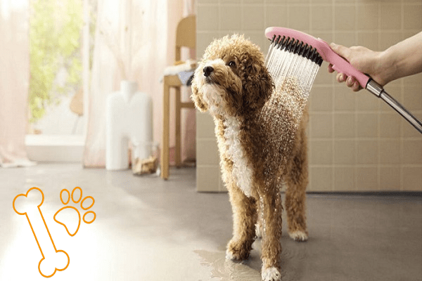 images_1729155664_6710d2509e206.png