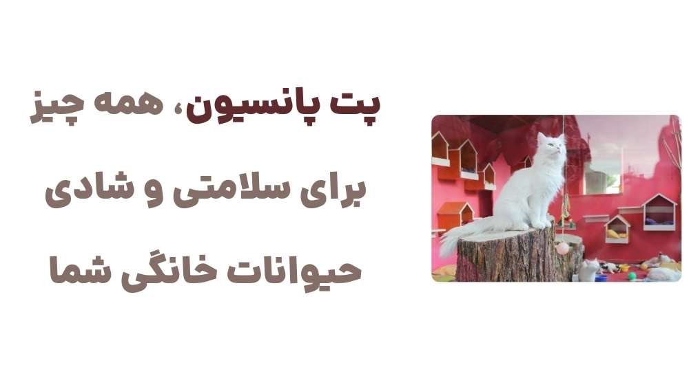 پت پانسیون، همه چیز برای سلامتی و شادی حیوانات خانگی شما.jpg