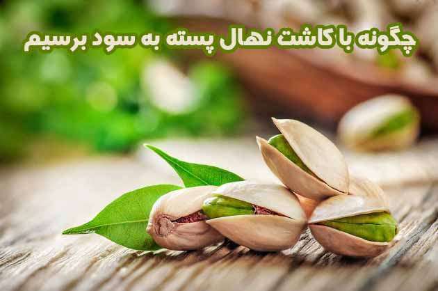 چگونه با کاشت نهال پسته به سود برسیم