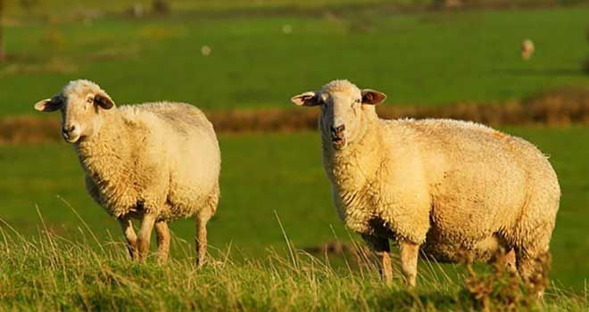 قیمت روز خرید گوسفند زنده برای عید قربان در تهران و کرج