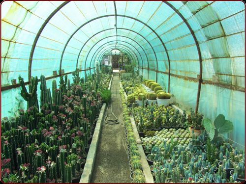 کاکتی استور اولین و بزرگترین بازار آنلاین تخصصی کاکتوس و گیاهان زینتی