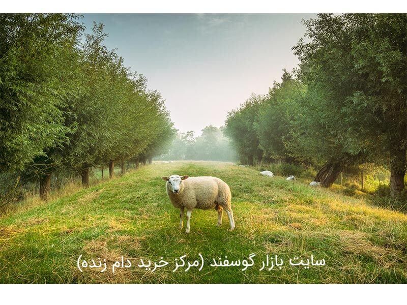 قیمت دام زنده