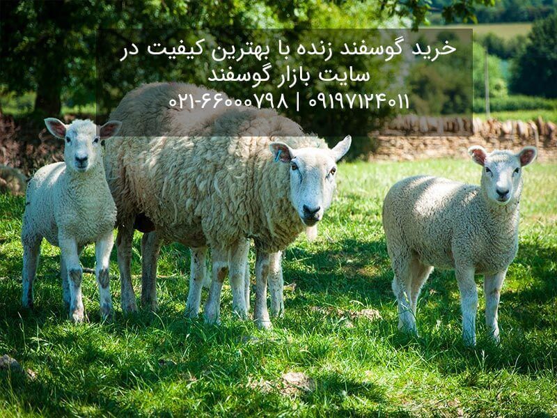 خرید گوسفند زنده