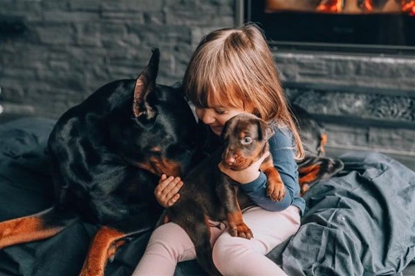 ۴ اصل مهم در تربیت سگ های گارد و نگهبان