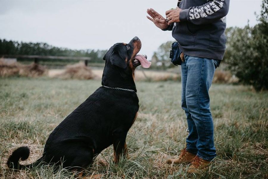 ۴ اصل مهم در تربیت سگ های گارد و نگهبان